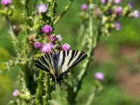 Segelfalter - Alentejo / Portugal